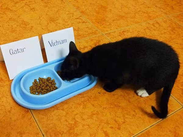 Dân mạng nhờ mèo, gà, cào cào dự đoán trận chung kết của U23 Việt Nam - Ảnh 3