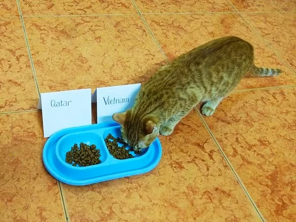 Dân mạng nhờ mèo, gà, cào cào dự đoán trận chung kết của U23 Việt Nam - Ảnh 2