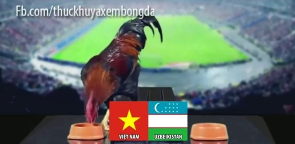 Dân mạng nhờ mèo, gà, cào cào dự đoán trận chung kết của U23 Việt Nam - Ảnh 4
