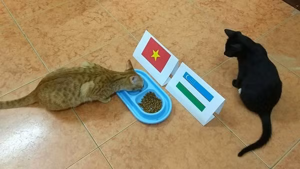 Dân mạng nhờ mèo, gà, cào cào dự đoán trận chung kết của U23 Việt Nam - Ảnh 1