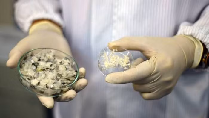 Collagen từ vẩy cá có thể chữa lành vết thương nhanh hơn? - Ảnh 2