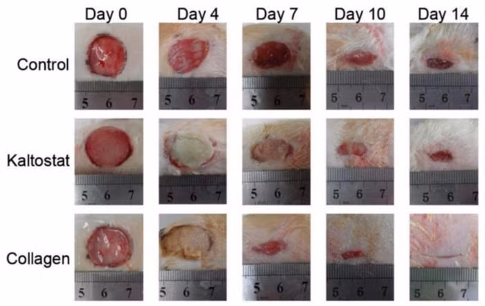 Collagen từ vẩy cá có thể chữa lành vết thương nhanh hơn? - Ảnh 4