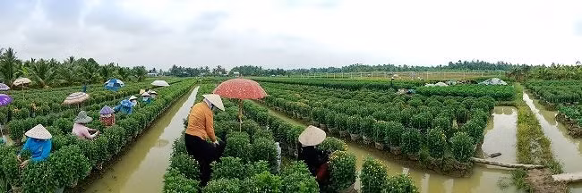 Một khoảng lặng miền Tây trước Tết cổ truyền qua ống kính OPPO F5 - Ảnh 1