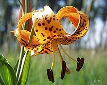 Ý nghĩa các loài hoa dành cho cư dân @ nhân Ngày Quốc tế Phụ nữ 8/3 - Ảnh 14