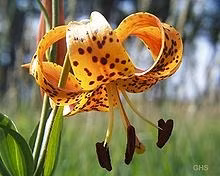 Ý nghĩa các loài hoa dành cho cư dân @ nhân Ngày Quốc tế Phụ nữ 8/3 - Ảnh 14