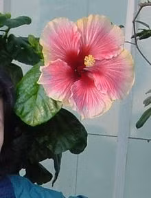 Ý nghĩa các loài hoa dành cho cư dân @ nhân Ngày Quốc tế Phụ nữ 8/3 - Ảnh 13