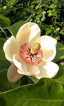 Ý nghĩa các loài hoa dành cho cư dân @ nhân Ngày Quốc tế Phụ nữ 8/3 - Ảnh 18