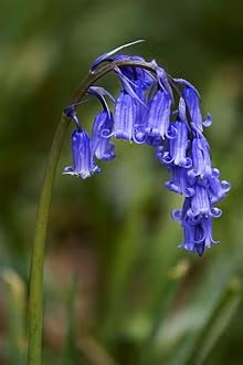 Ý nghĩa các loài hoa dành cho cư dân @ nhân Ngày Quốc tế Phụ nữ 8/3 - Ảnh 8