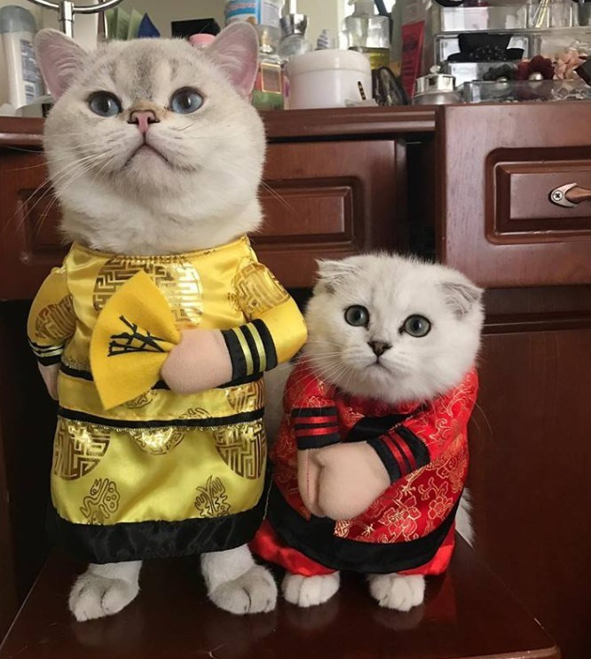 Chú mèo tên Chó ở Hải Phòng gây sốt trên Internet vì 'thần thái' quá dễ thương - Ảnh 17