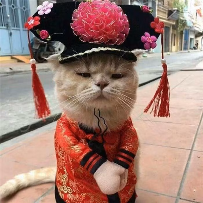 Chú mèo tên Chó ở Hải Phòng gây sốt trên Internet vì 'thần thái' quá dễ thương - Ảnh 11