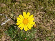 Ý nghĩa các loài hoa dành cho cư dân @ nhân Ngày Quốc tế Phụ nữ 8/3 - Ảnh 10