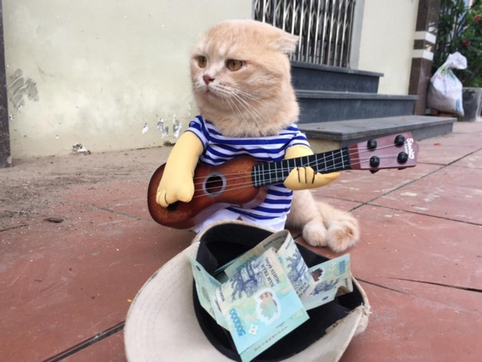 Chú mèo tên Chó ở Hải Phòng gây sốt trên Internet vì 'thần thái' quá dễ thương - Ảnh 10