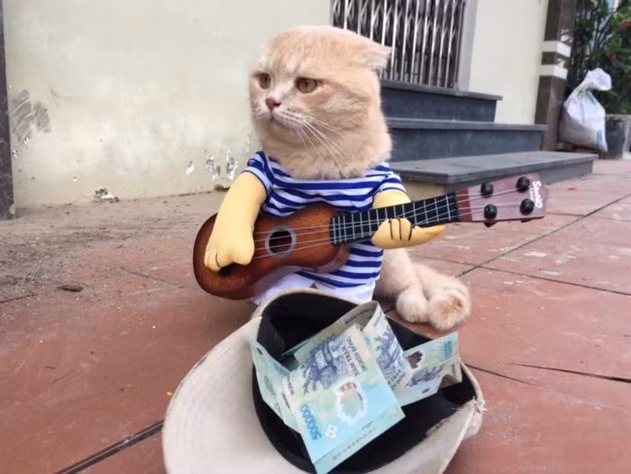 Chú mèo tên Chó ở Hải Phòng gây sốt trên Internet vì 'thần thái' quá dễ thương - Ảnh 10