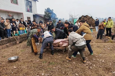 Khách từ khắp nơi đến giúp bắt lợn. Ảnh: Worldjournal.