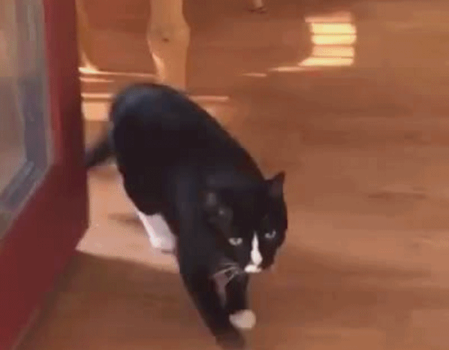 15 hình ảnh vui nhộn chứng minh mèo là diễn viên xuất sắc nhất ảnh 18