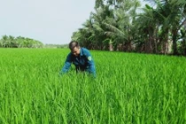 Canh tác lúa thông minh, tiền đề cho chuyển đổi số nông nghiệp