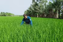 Canh tác lúa thông minh, tiền đề cho chuyển đổi số nông nghiệp