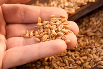 Các vật liệu hiện đang dùng cho gia súc và cá có thể được chuyển hướng để tăng lương thực, thực phẩm cho con người. Ảnh SciTechDaily