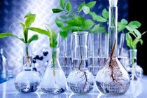 Cây thủy sinh trong phòng thí nghiệm. Ảnh Phòng thí nghiệm Pedmale / CSHL