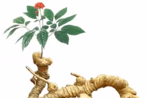 Cây sâm Ngọc Linh ở Quảng Nam (ảnh quangnam.gov)