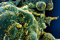 Biến chủng mới đã được phát hiện ở Hong Kong và Israel (Ảnh: Reuters)