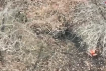 Ảnh cắt từ clip.