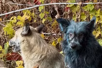 Bức ảnh về một chú chó màu xanh khiến giới khoa học bối rối. Ảnh: PM.