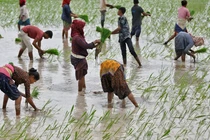 Nông dân trồng lúa trên một cánh đồng ở ngoại ô Ahmedabad, Ấn Độ, vào tháng 7 (Ảnh: Reuters)