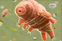 Loài gấu nước có kích thước rất nhỏ nhưng ẩn chứa bí mật có thể giúp con người chống bức xạ. Ảnh: PM.