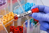 Giới khoa học Nhật Bản tin rằng biến chủng Delta đang tự đi đến chỗ diệt vong một cách tự nhiên (Ảnh: Shutterstock)