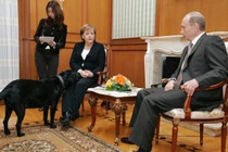 Chú chó Koni của Tổng thống Vladimir Putin bước vào phòng trong cuộc họp giữa ông với Thủ tướng Đức Angela Merkel tại Sochi, Nga, vào ngày 21/1/2007. Ảnh: Sputnik.