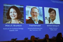 Chân dung của các nhà khoa học Mary E Brunkow, Fred Ramsdell và Shimon Sakaguchi được trưng bày trong buổi họp báo công bố Giải Nobel Y học năm 2025. Ảnh: AFP.