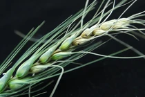 Bệnh cháy đầu hạt do nấm Fusarium có thể lây nhiễm cho lúa mì và các loại cây trồng khác, làm giảm năng suất ngũ cốc và gây ra thiệt hại kinh tế nghiêm trọng. Ảnh: Shutterstock.