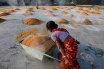 Xuất khẩu gạo của Ấn Độ chiếm 40% tổng lượng xuất khẩu của thế giới (Ảnh: Reuters)