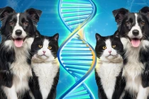 Ngành công nghiệp nhân bản động vật ở Trung Quốc đang bùng nổ khi ngày càng nhiều người trở nên gắn bó với thú cưng của họ. Ảnh: SCMP.