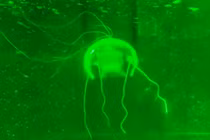 Một nhóm nghiên cứu từ Đại học Bách khoa Tây Bắc, Trung Quốc đã phát triển thành công một robot sinh học có hình dạng giống sứa, hoàn toàn trong suốt. Ảnh: SCMP.