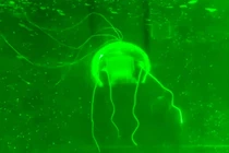 Một nhóm nghiên cứu từ Đại học Bách khoa Tây Bắc, Trung Quốc đã phát triển thành công một robot sinh học có hình dạng giống sứa, hoàn toàn trong suốt. Ảnh: SCMP.