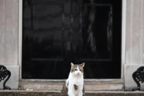 Chú mèo Larry, "tổng quản" của dinh Thủ tướng Anh tại số 10 Phố Downing (Ảnh: AFP)