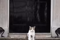 Chú mèo Larry, "tổng quản" của dinh Thủ tướng Anh tại số 10 Phố Downing (Ảnh: AFP)