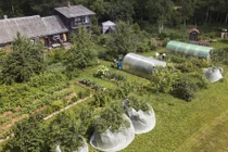 Ngày càng có nhiều người dân Nga tìm về ngôi nhà vườn ở nông thôn để trồng trọt, trong bối cảnh giá thực phẩm tăng cao (Ảnh: WSJ)