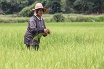 Một nông dân làm việc trên cánh đồng lúa ở tỉnh Khon Kaen, miền trung Thái Lan (Ảnh: Nikkei)