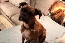 Laura Lee Yourex đã đăng một bức ảnh chú chó Maya Jean của bà đeo nhãn dán "Tôi đã bỏ phiếu". Ảnh: SCMP.