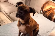 Laura Lee Yourex đã đăng một bức ảnh chú chó Maya Jean của bà đeo nhãn dán "Tôi đã bỏ phiếu". Ảnh: SCMP.