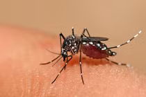 Muỗi vằn, thủ phạm lây truyền dịch sốt xuất huyết