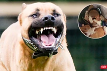 Chó pitbull hung dữ, nặng 17kg cắn bé trai 7 tuổi thiệt mạng