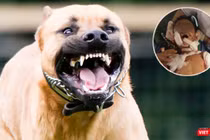 Chó pitbull hung dữ, nặng 17kg cắn bé trai 7 tuổi thiệt mạng