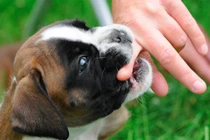 Chó nhà tấn công khiến trẻ phải đi cấp cứu (Ảnh minh họa)