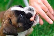 Chó nhà tấn công khiến trẻ phải đi cấp cứu (Ảnh minh họa)