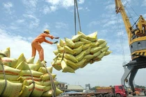 Giá lúa gạo đồng loạt tăng, thị trường xuất khẩu gạo sôi động.