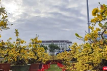 Một góc chợ hoa Xuân Đà Nẵng